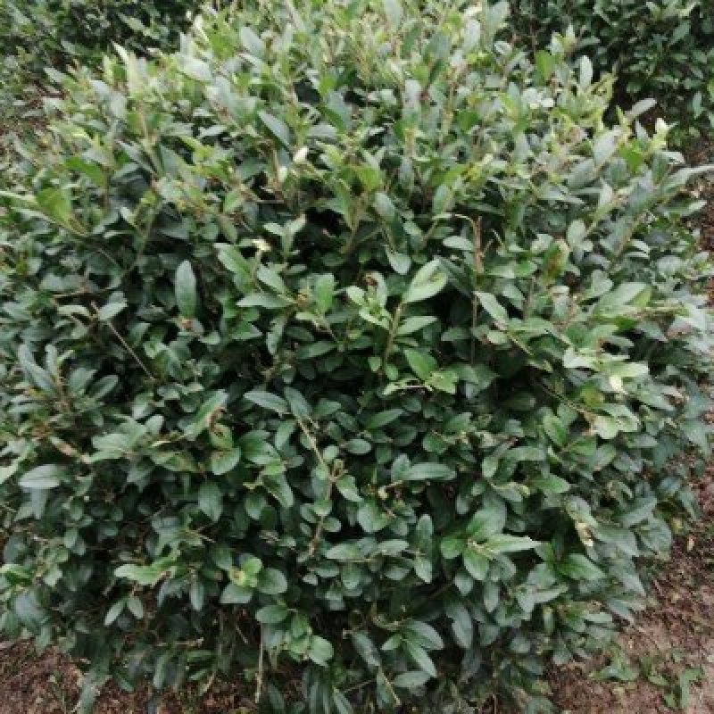 红叶石楠红叶石楠球80**100厘米