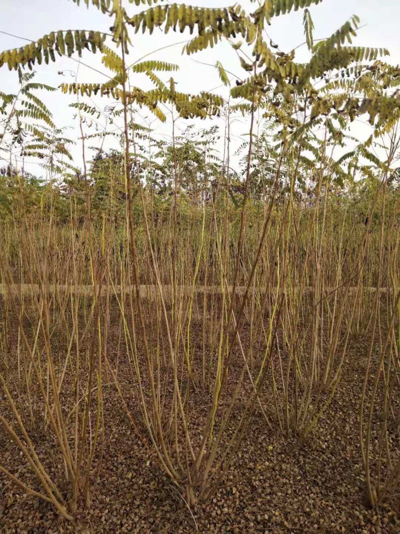 胡枝子多花胡枝子3--5分枝产地直销