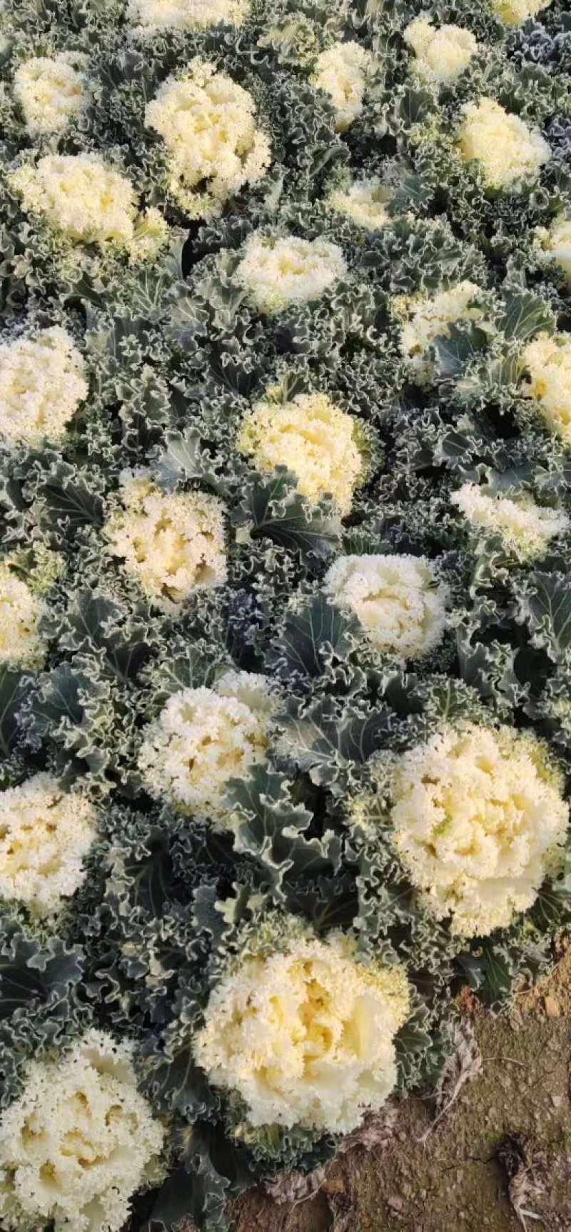 羽衣甘蓝大量出售