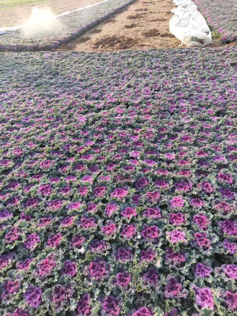 羽衣甘蓝大量出售