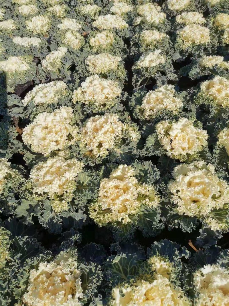 羽衣甘蓝大量出售