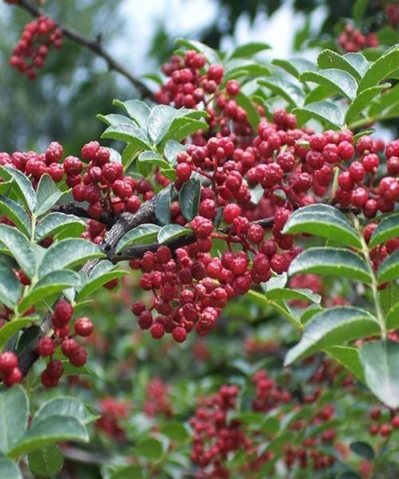 适合全国种植的花椒树苗包品种包挂果签合同青椒大红袍等多个