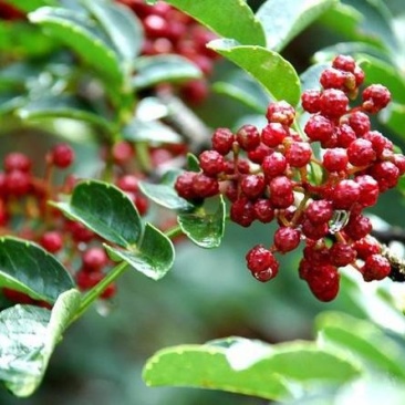适合全国种植的花椒树苗包品种包挂果签合同青椒大红袍等多个