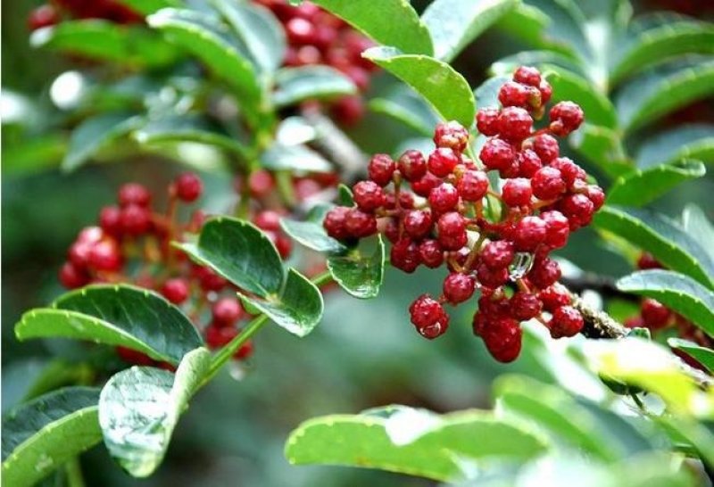 适合全国种植的花椒树苗包品种包挂果签合同青椒大红袍等多个