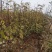 适合全国种植的花椒树苗包品种包挂果签合同青椒大红袍等多个
