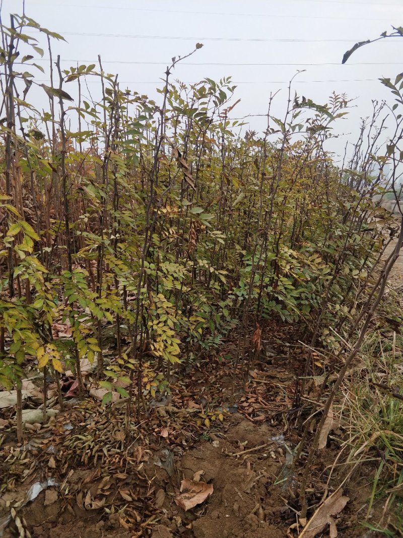 适合全国种植的花椒树苗包品种包挂果签合同青椒大红袍等多个