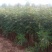 适合全国种植的花椒树苗包品种包挂果签合同青椒大红袍等多个