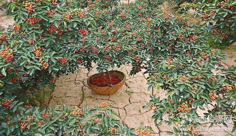 适合全国种植的花椒树苗包品种包挂果签合同青椒大红袍等多个
