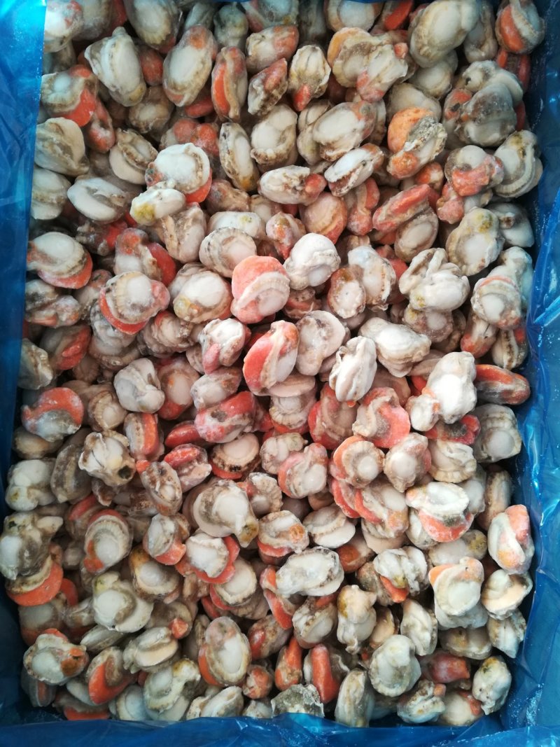 大个无沙扇贝肉，北城扇贝原汁扇贝肉保质保量12斤一件