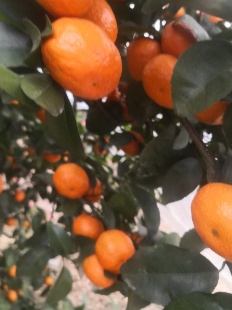 砂糖橘