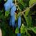 蓝靛果树苗！抗寒零下三十度南方北方种植！盆栽地栽当年结果