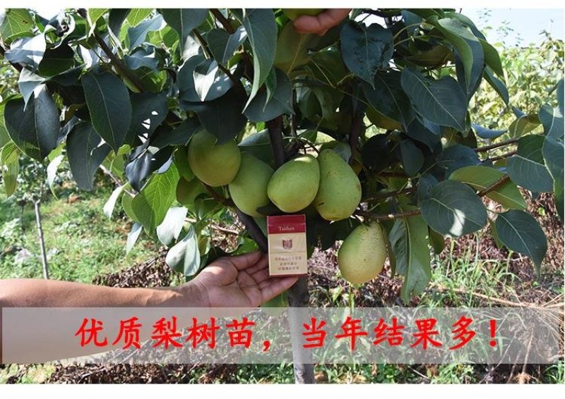 砀山梨树苗包成活率现挖现卖死苗免费补发