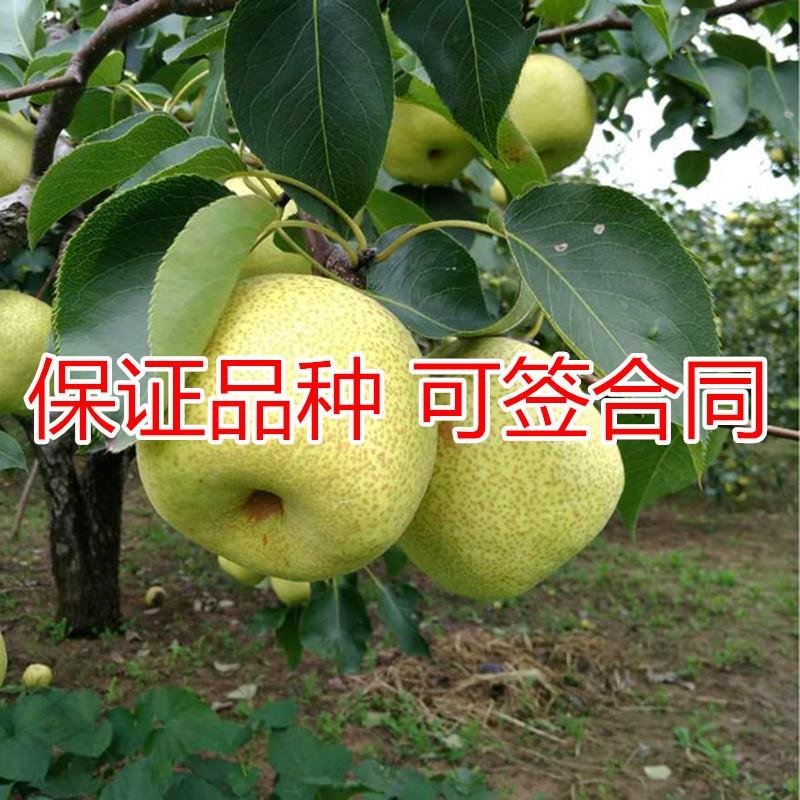砀山梨树苗包成活率现挖现卖死苗免费补发