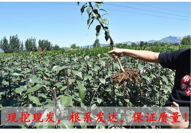 砀山梨树苗包成活率现挖现卖死苗免费补发