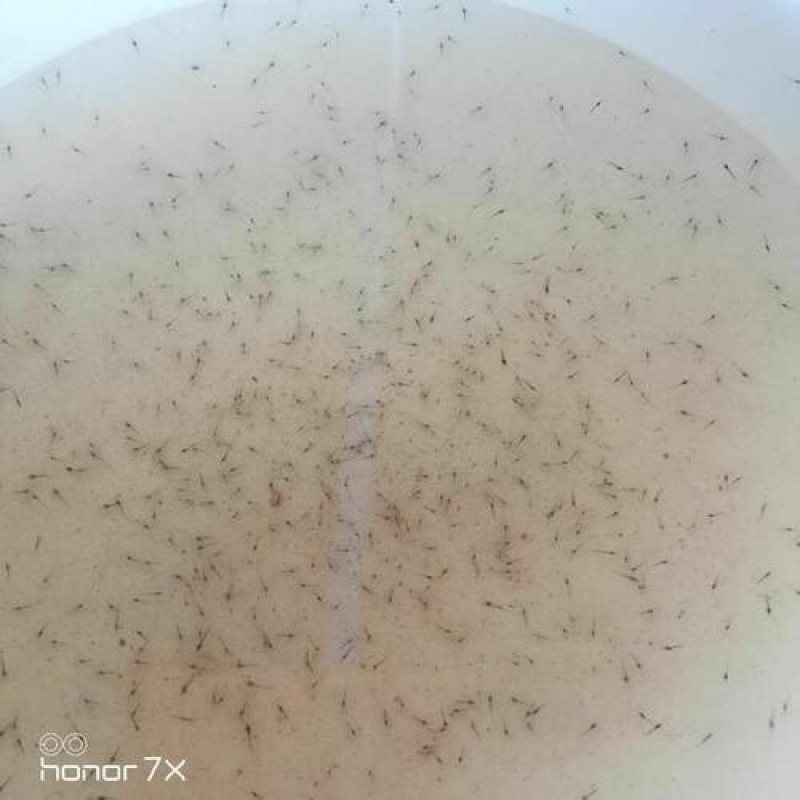 基围虾苗+沙虾苗+泥虾苗+技术指导+高收益+高利润