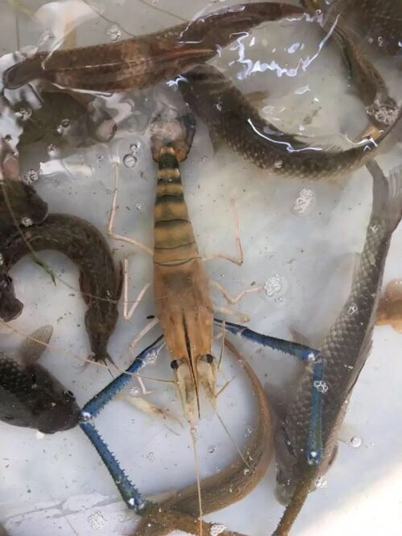 优质罗氏沼虾苗+马来西亚大虾苗+淡水长臂大虾+技术指导