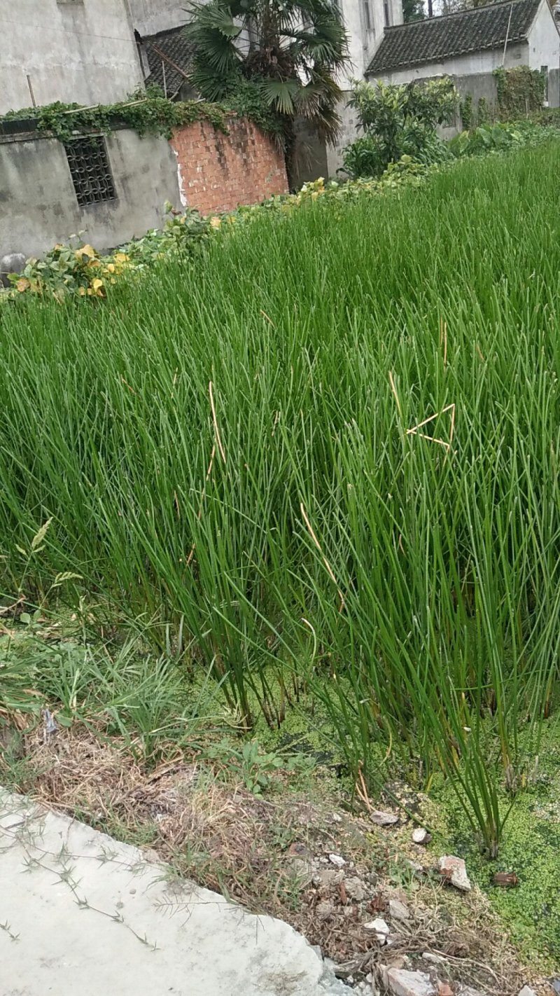 马蹄