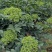 纯正江西中花吴茱萸苗