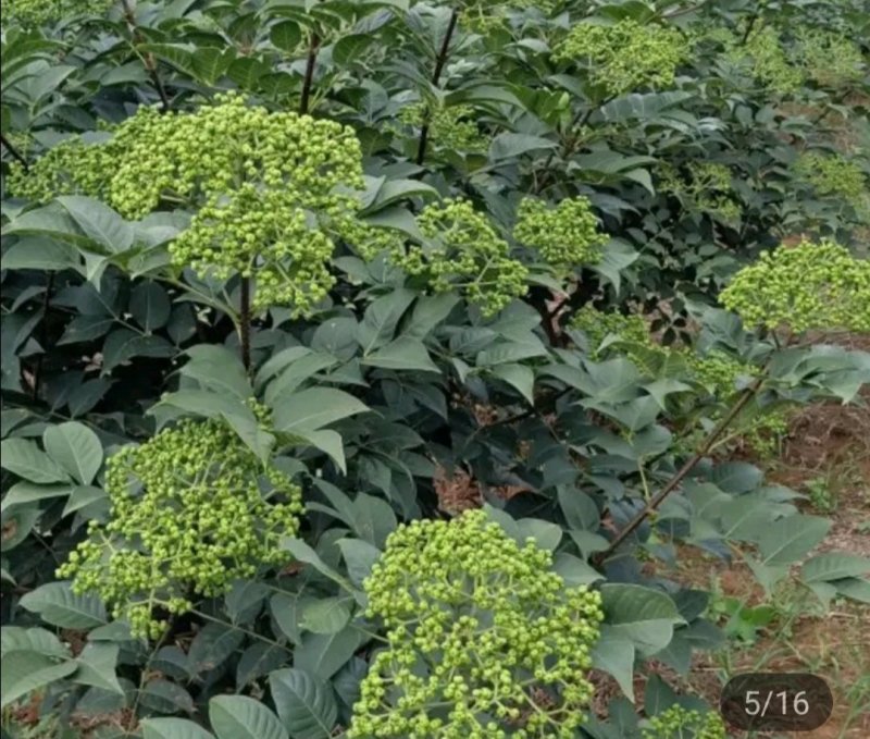 纯正江西中花吴茱萸苗