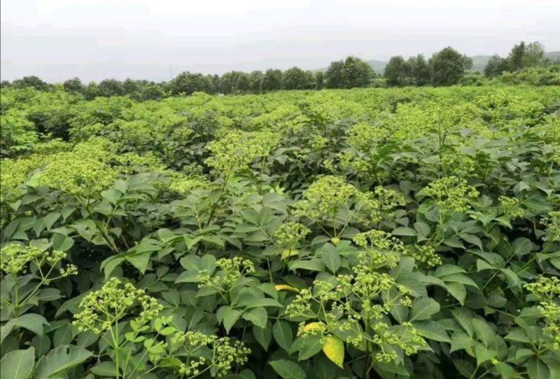 纯正江西中花吴茱萸苗