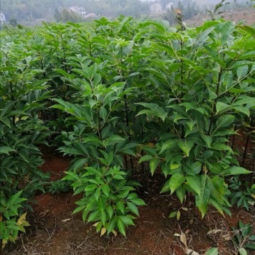 纯正江西中花吴茱萸苗