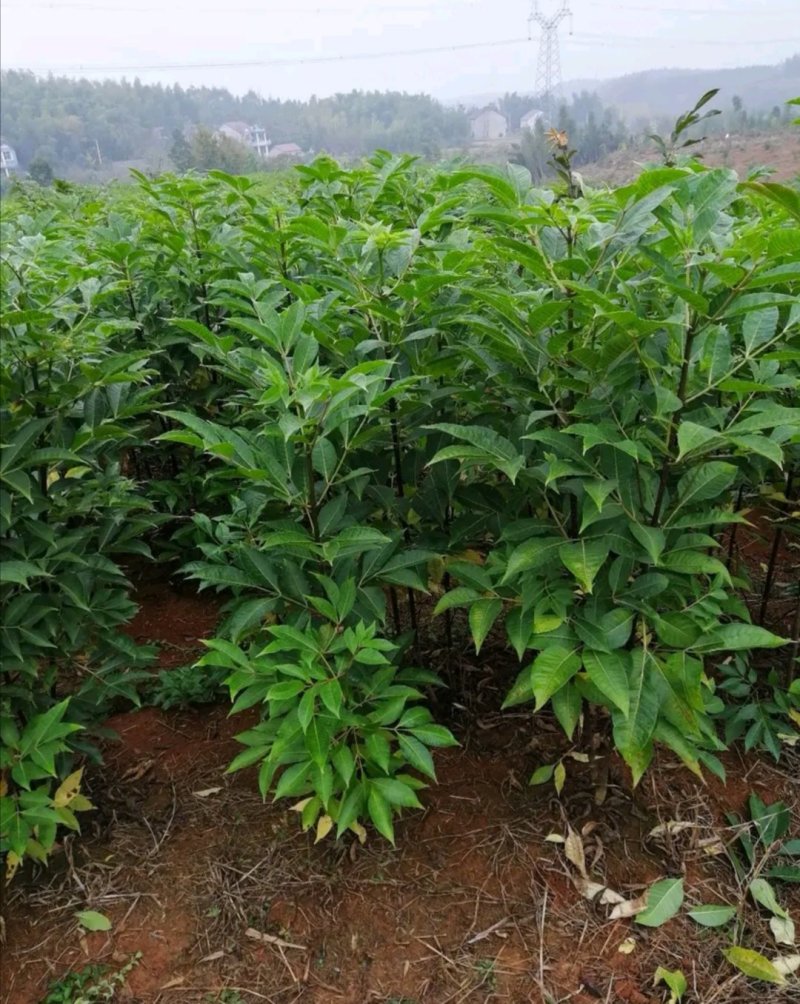 纯正江西中花吴茱萸苗