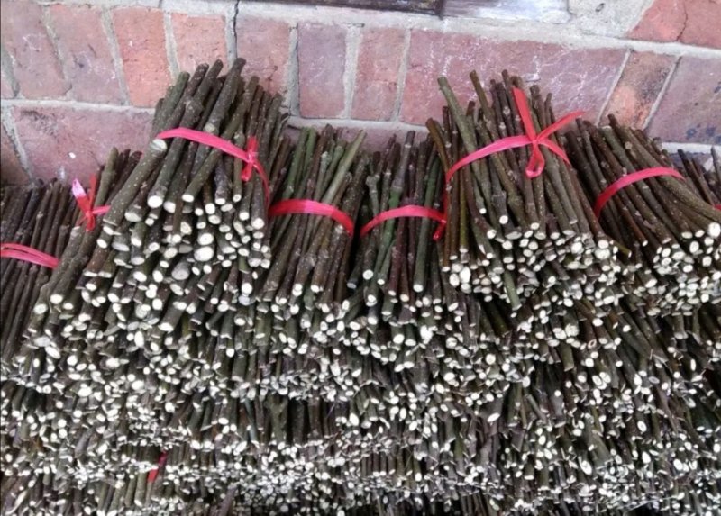 纯正江西中花吴茱萸枝条