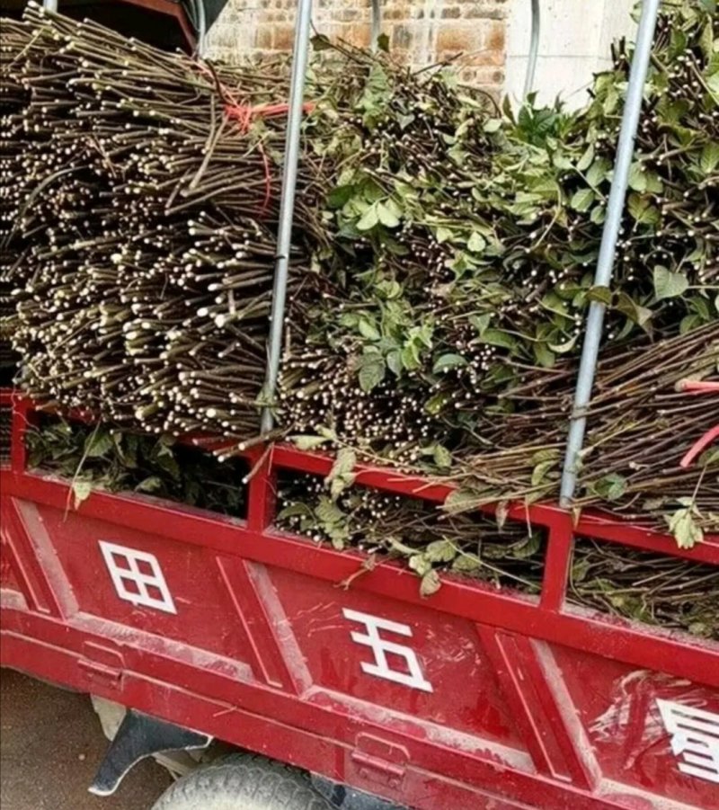 纯正江西中花吴茱萸枝条