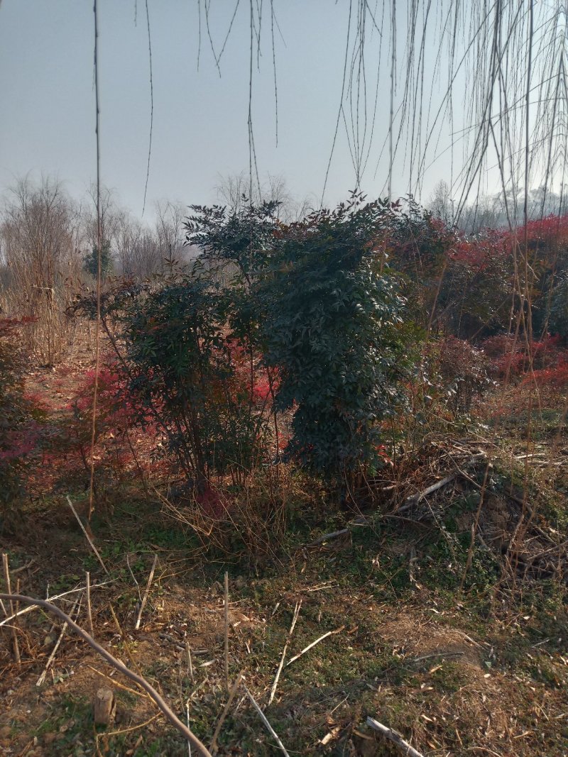 南天竹，观赏性感觉好，成活率高
