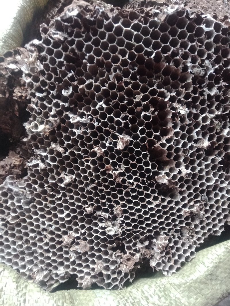 蜂房，大眼蜂房，无虫蛀，质量保证，自然的本色。