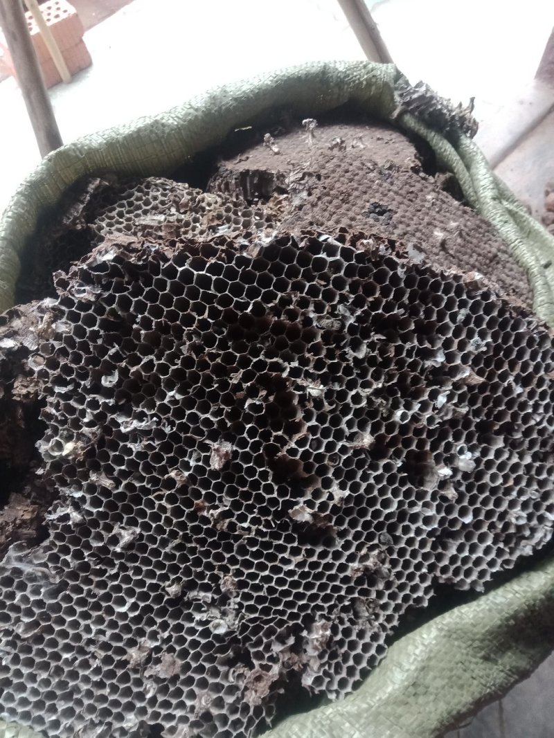 蜂房，大眼蜂房，无虫蛀，质量保证，自然的本色。