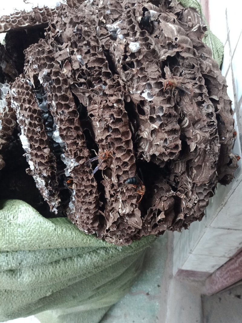 蜂房，大眼蜂房，无虫蛀，质量保证，自然的本色。