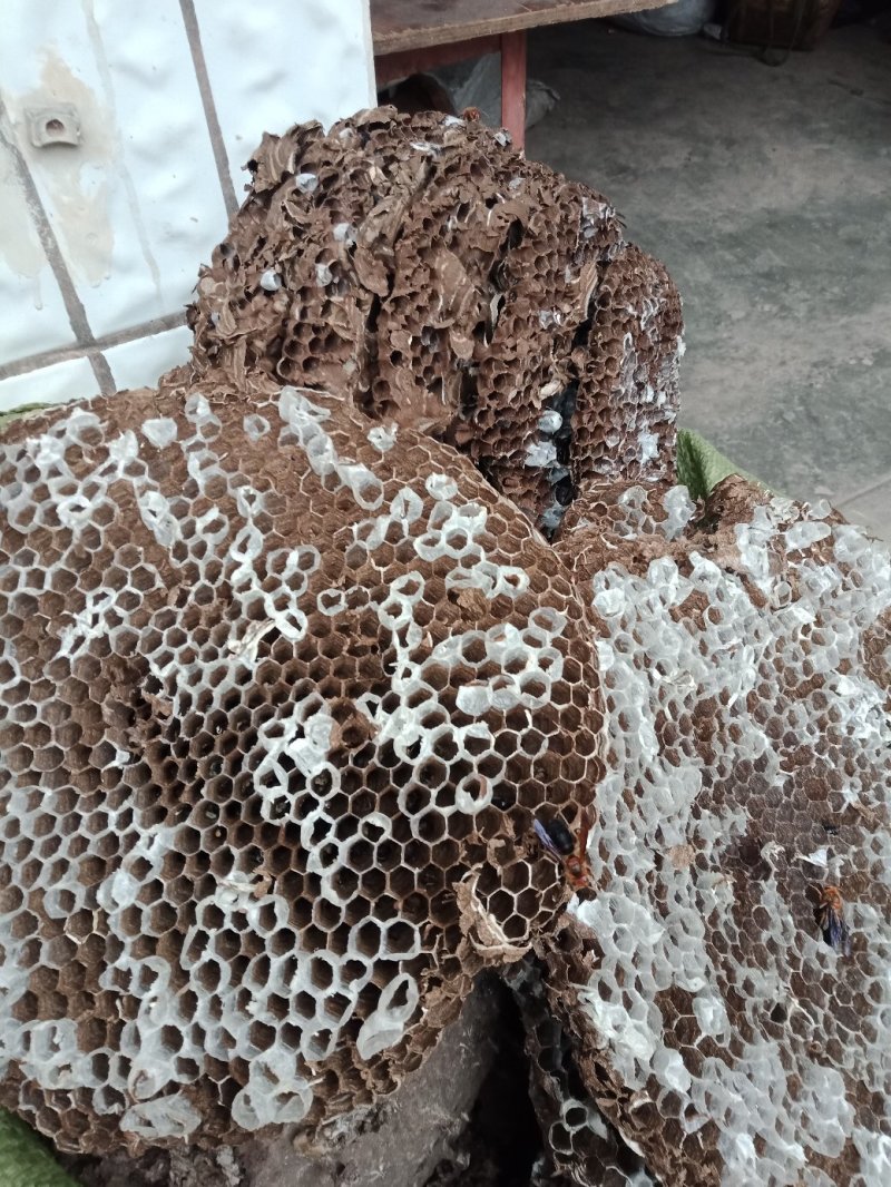 蜂房，大眼蜂房，无虫蛀，质量保证，自然的本色。