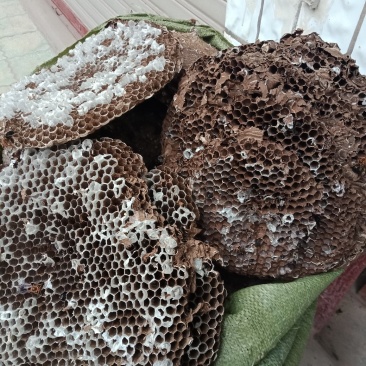 蜂房，大眼蜂房，无虫蛀，质量保证，自然的本色。