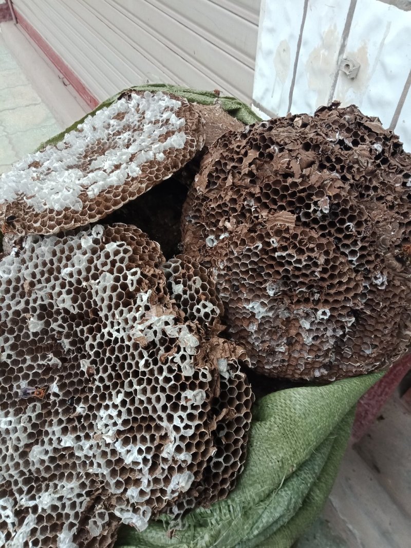 蜂房，大眼蜂房，无虫蛀，质量保证，自然的本色。