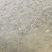 草鱼苗