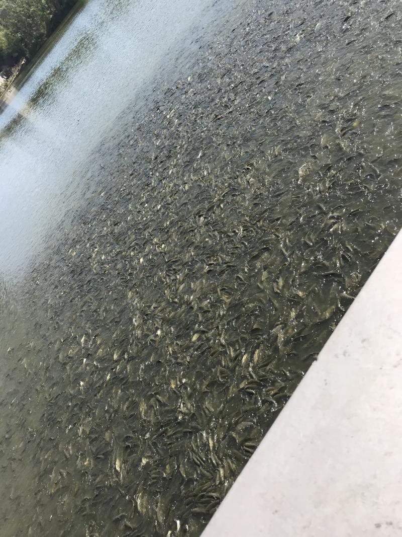 草鱼苗