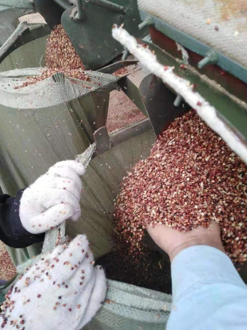 高粱壳