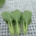 小青菜，质量好，青杆大叶面上海青，油菜量大从优