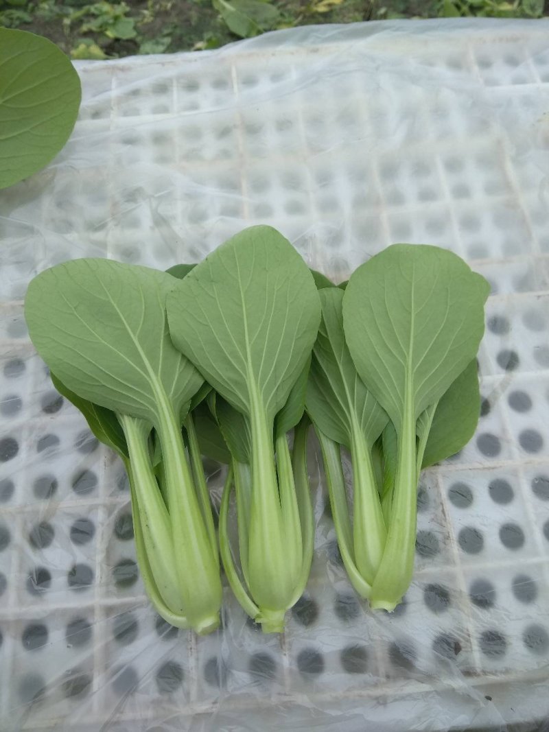 小青菜，质量好，青杆大叶面上海青，油菜量大从优