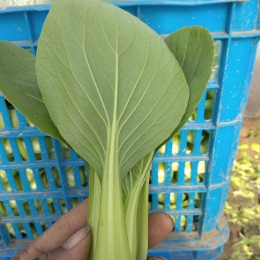 小青菜，质量好，青杆大叶面上海青，油菜量大从优