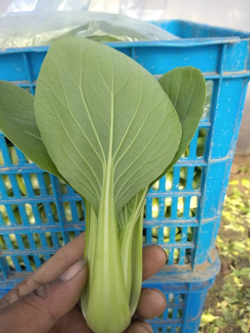 小青菜，质量好，青杆大叶面上海青，油菜量大从优
