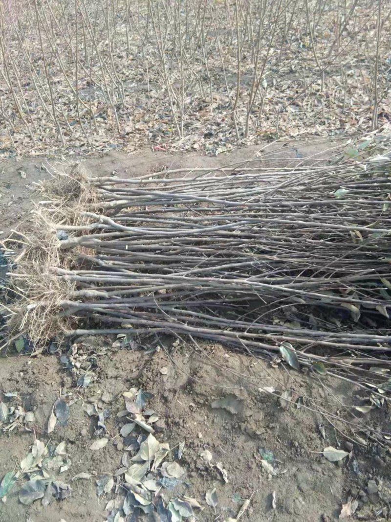 露利苹果树苗矮化苹果苗货真价实7月份成熟的苹果品种早熟