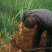 河南黄河滩自家种植新鲜大葱，绿色无公害，新鲜直达