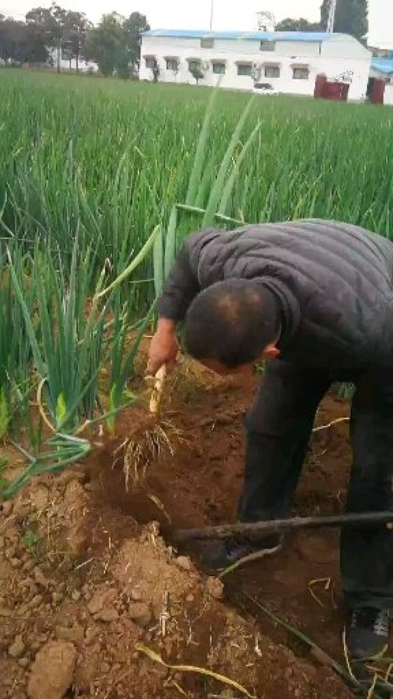 河南黄河滩自家种植新鲜大葱，绿色无公害，新鲜直达