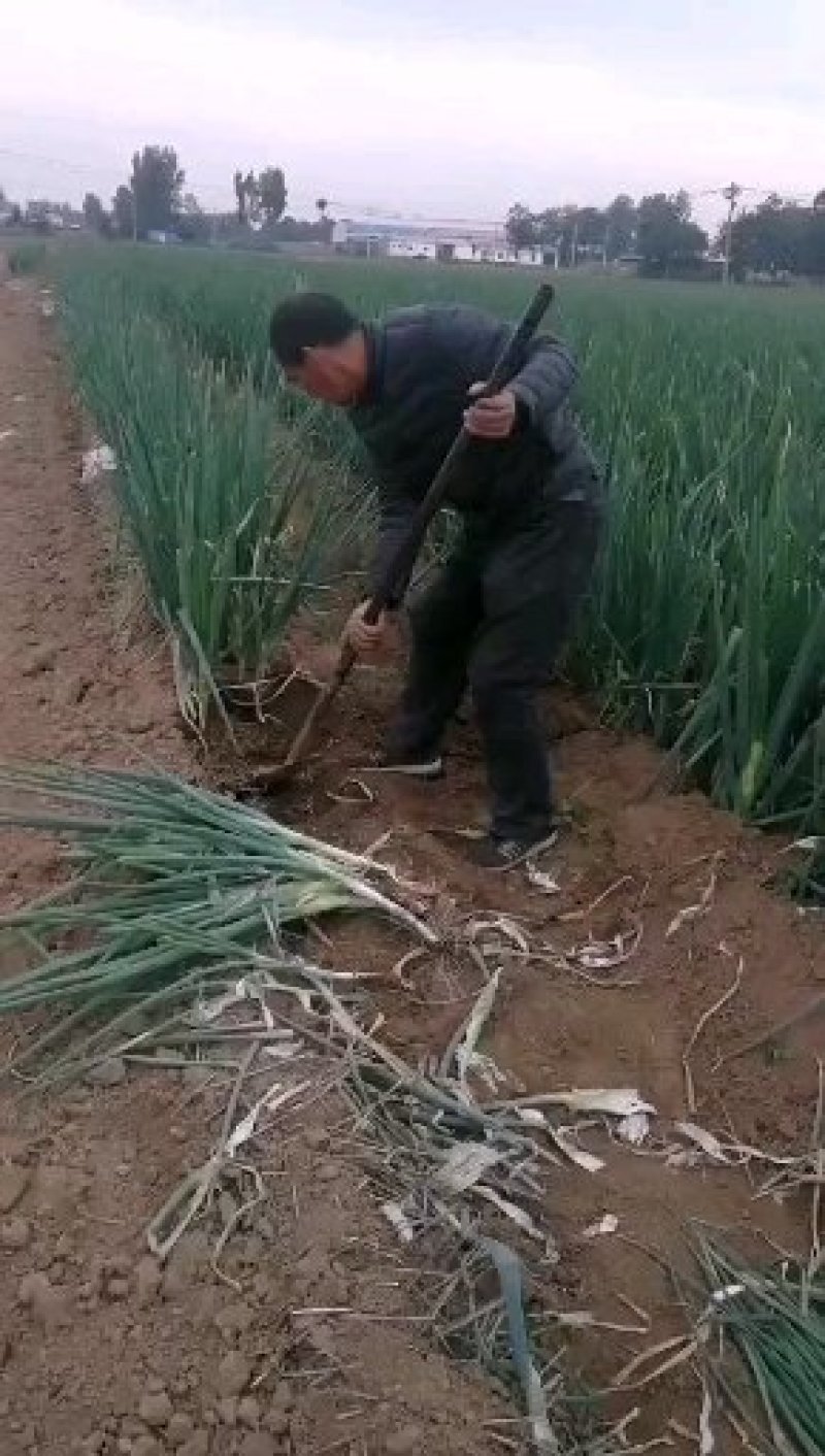 河南黄河滩自家种植新鲜大葱，绿色无公害，新鲜直达