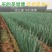 河南黄河滩自家种植新鲜大葱，绿色无公害，新鲜直达