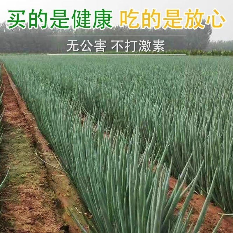 河南黄河滩自家种植新鲜大葱，绿色无公害，新鲜直达