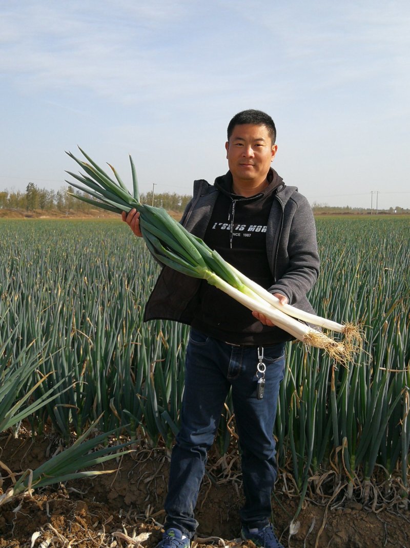 河南黄河滩自家种植新鲜大葱，绿色无公害，新鲜直达