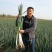 河南黄河滩自家种植新鲜大葱，绿色无公害，新鲜直达